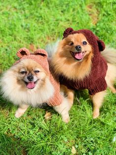 two small dogs wearing sweaters and hats in the grass, looking up at the camera