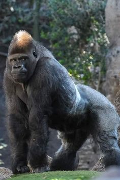 a large gorilla standing on top of a lush green field