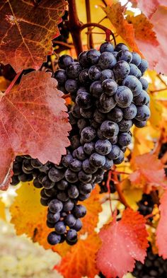 grapes are hanging from the vine with red and yellow leaves