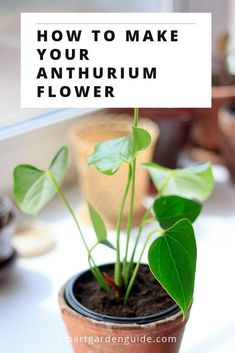 a potted plant with the words how to make your antifuum flower on it