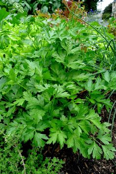 some very pretty green plants in the grass