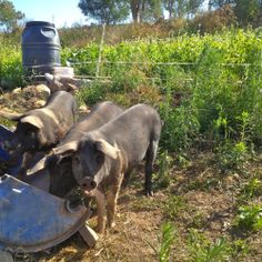 two dogs standing next to each other in the grass near a barrel and trash can