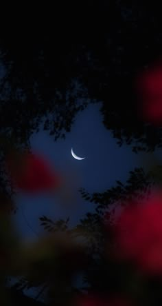 the moon is seen through some trees in the night sky with red flowers around it