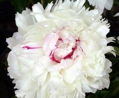 a large white flower with red stamen in the center and green leaves around it