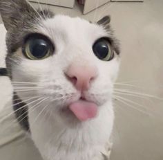 a close up of a cat sticking its tongue out