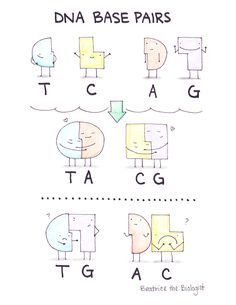 the diagram shows how to draw different shapes and letters for each letter, which are labeled in