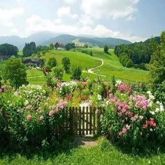 the flowers are blooming all over the green field and hills in the distance,