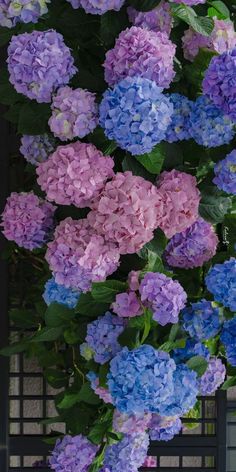 purple and blue flowers growing on the side of a building