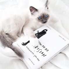 a cat laying on top of a white sheet with a book in it's paws