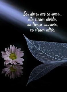 a pink flower sitting next to a leaf on top of a black surface with a quote written in spanish