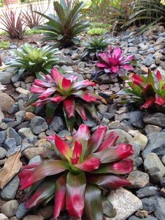 some pink and green flowers are in the middle of rocks on a bed of gravel