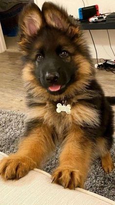 #my dog German Shepherd Puppies Training, German Sheperd Dogs, Dog Spaces, Baby Animal Drawings, Cute Dog Pictures, Funny Cats And Dogs, Cute Animals Images, Cute Dogs And Puppies