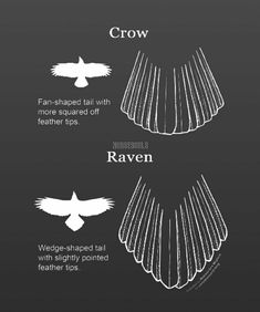 the different types of feathers that can be seen in this graphic diagram, which shows how they