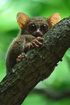 a small brown animal sitting on top of a tree branch next to green leafy trees