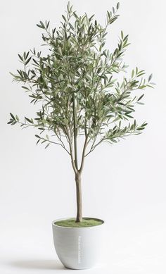 an olive tree in a white planter