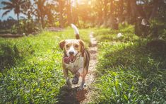 a brown and white dog walking on top of a grass covered field next to trees