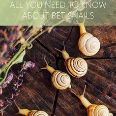 four snails on a piece of wood with the words, all you need to know about pet snails