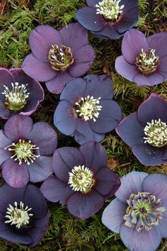 purple flowers are growing on the ground in an area that is covered with green grass