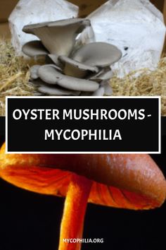 an orange mushroom with the words oyster mushrooms - mycophilia on top and in front