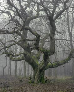 an old tree with moss growing on it's branches in the foggy forest