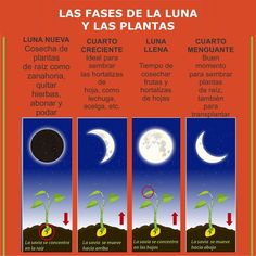 the four stages of plant growth in spanish, with moon and stars above them on an orange background