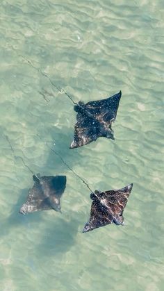 two stingfishs are swimming in the clear blue ocean water, and one is being pulled by a rope