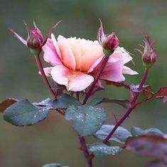 a pink rose with water droplets on it's petals and leaves in the foreground