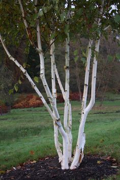 a small white tree in the middle of a field