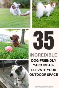 four pictures with different dogs in them and the words 35 incredible dog friendly yard ideas - elevate your outdoor space