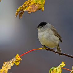 a small bird perched on top of a tree branch with yellow leaves around its neck