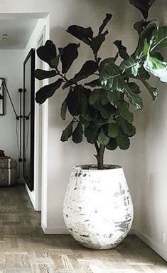 a large potted plant sitting on top of a wooden floor next to a doorway