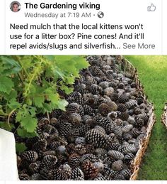 a pile of pine cones sitting in the grass