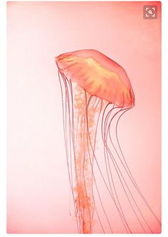 an orange jellyfish floating in the ocean on a pink background with water droplets and bubbles