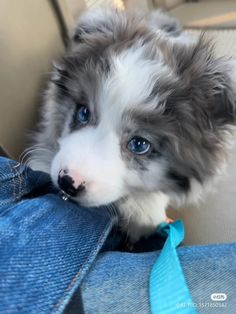 a puppy with blue eyes sitting in the back seat of a car