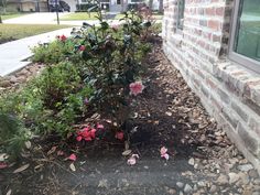 some pink flowers are growing out of the ground in front of a brick wall and window