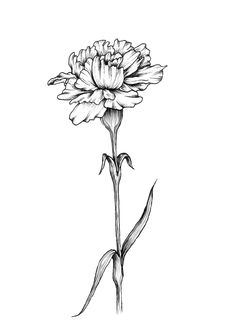 Carnation Drawing, Delicate Flower Tattoo, Realistic Flower Tattoo, Vintage Flower Tattoo, Watercolor Tattoo Flower, Wildflower Tattoo