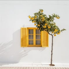 a small tree in front of a window with yellow shutters