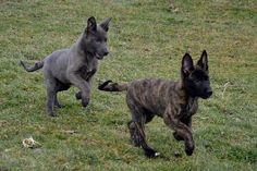 two puppies running in the grass with one chasing after the other on a leash