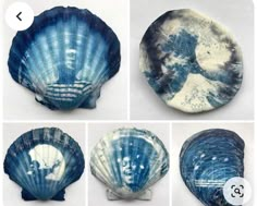 four pictures of seashells with different patterns and sizes, including one in the middle