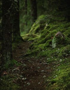 a path in the woods covered with green moss