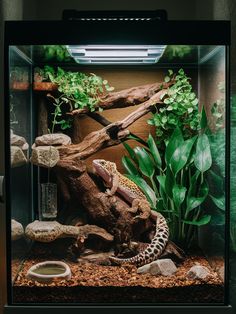 an aquarium with plants and rocks in it