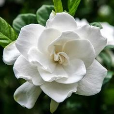 a white flower with green leaves in the background