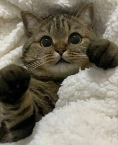 a cat laying on top of a blanket with its paws up and eyes wide open