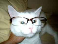 a white cat wearing glasses while laying on top of a bed next to a person