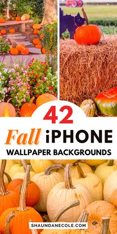 pumpkins and hay bales with the text 42 fall iphone wallpaper backgrounds