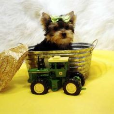 a small dog sitting in a bucket with a toy tractor and straw hat on it