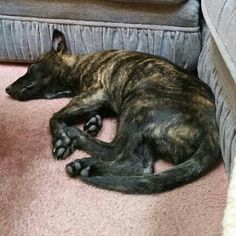 a striped dog is laying on the floor next to a couch and chair with it's paws hanging out