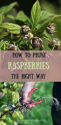 two pictures, one of green immature raspberries on the bush, and one of pruning raspberry bushes Rasberry Bushes, Pruning Raspberries, Raspberry Plant, Raspberry Bush, Growing Raspberries, Pruning Fruit Trees, Raspberry Plants