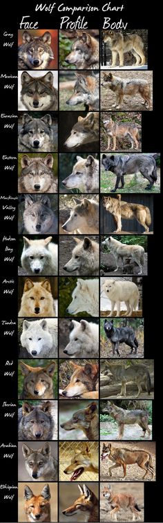 the different types of wolfs are shown in this poster