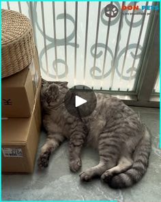 a cat is laying on the floor next to some boxes and a box with a hat on it